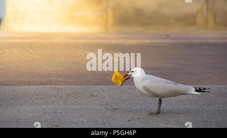 Mallorca, Mangiare seagull bird vista laterale Foto Stock