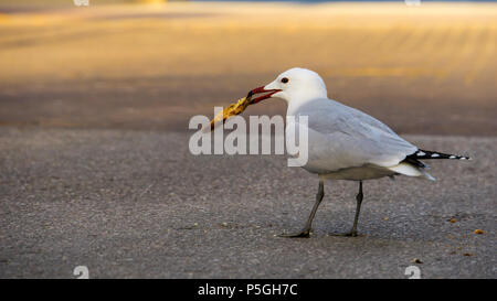 Mallorca, Adulti seagull cercando di mangiare il pezzo di pane Foto Stock