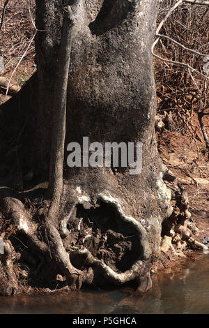 Alberi sul lato del torrente in Virginia, Stati Uniti Foto Stock