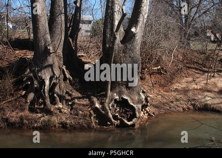 Alberi sul lato del torrente in Virginia, Stati Uniti Foto Stock