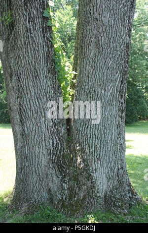 Due trunk-tree. Albero con split trunk. Foto Stock