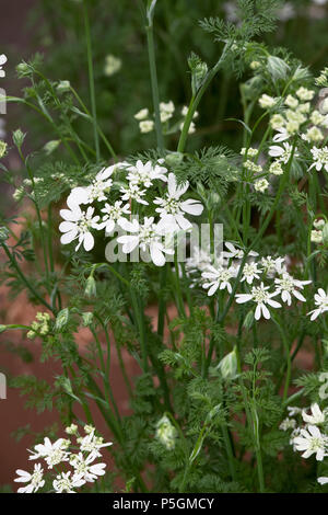 Orlaya grandiflora. Laceflower bianco Foto Stock