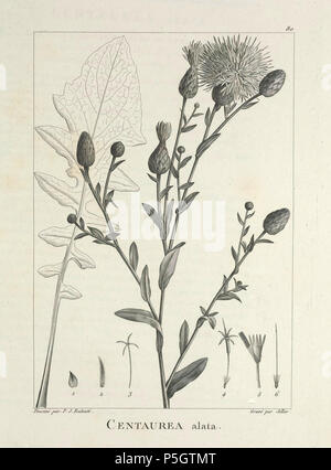 N/A. Español: Centaurea behen DC. (Como la Centaurea alata Lam.) en Ventenat, E.P., descrizione des plantes nouvelles et peu connues, cultivées dans le Jardin de J.M. Cels, p. 80 [1]y pl. 80, 1802 [2] - 1: bráctea involucral esterna, 2: bráctea involucral giornat; 3: flósculo periférico, 4: flósculo interno, 5:idem con el limbo abierto , 6: pistilo de onu flósculo interno. 1802. Ventenat, E.P 261 C.behen-Ventenat-1 Foto Stock