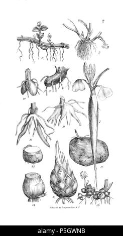 96 Un introduzione a fisiologico e sistematico botanica - piastra 2 Foto Stock