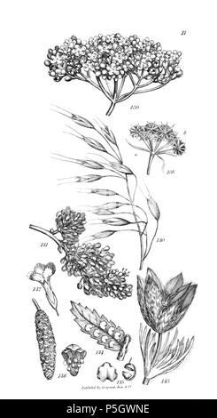 96 Un introduzione a fisiologico e sistematico botanica - piastra 11 Foto Stock