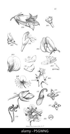 96 Un introduzione a fisiologico e sistematico botanica - piastra 13 Foto Stock