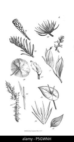96 Un introduzione a fisiologico e sistematico botanica - piastra 4 Foto Stock