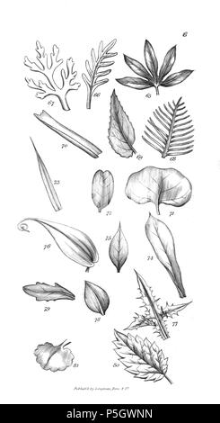 96 Un introduzione a fisiologico e sistematico botanica - piastra 6 Foto Stock