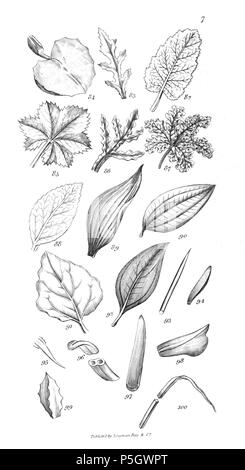 96 Un introduzione a fisiologico e sistematico botanica - piastra 7 Foto Stock