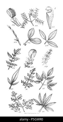 96 Un introduzione a fisiologico e sistematico botanica - piastra 8 Foto Stock