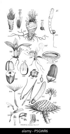 96 Un introduzione a fisiologico e sistematico botanica - piastra 15 Foto Stock