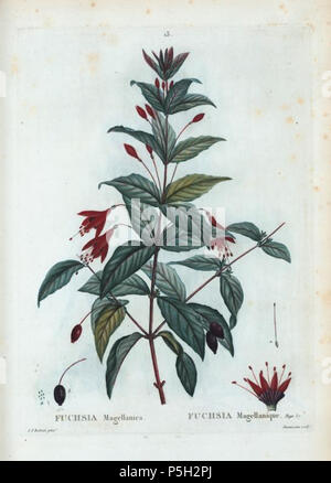 15 13 Fuchsia magellanica par Pierre-Joseph Redouté. Foto Stock