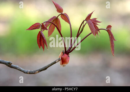 Foglie rosse di Buckeye tree in primavera Foto Stock