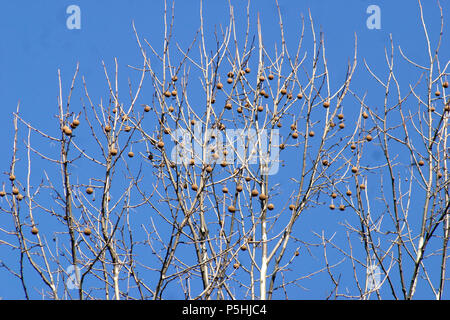 Platano orientale (Platanus occidentalis)' sementi pods appesi ai rami durante il periodo invernale Foto Stock