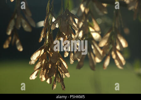 Albero di acero di semi appesi ai rami Foto Stock