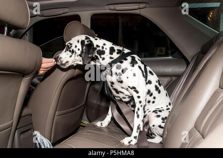 Grande cane dalmata conservati al sicuro nel sedile posteriore della vettura di indossare l'imbragatura di sicurezza signor © Myrleen Pearson. Ferguson Cate Foto Stock