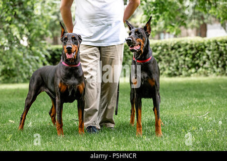 Due nero dobermann. L'uomo cammina nel parco due pureblood Dobermanns Foto Stock