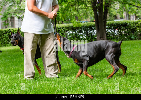 Due nero dobermann. L'uomo cammina nel parco due pureblood Dobermanns Foto Stock