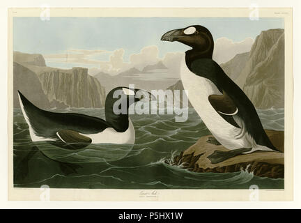 37 341 Grande Auk Foto Stock