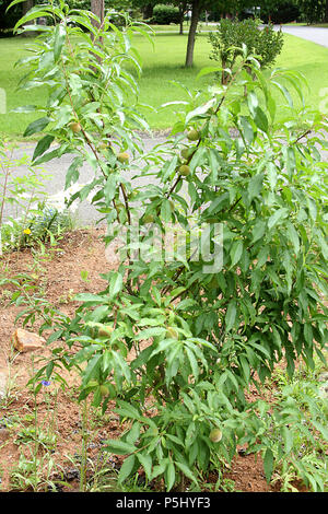 Piccolo albero di pesco Foto Stock