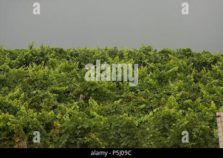 Filari di viti nel vigneto Foto Stock