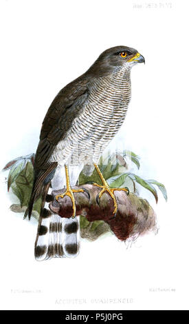 N/A. Inglese: " Accipiter ovampensis " = Accipiter ovampensis (Ovambo Sparviero) Français: " Accipiter ovampensis " = Accipiter ovampensis (Épervier des Ovampos) . 1875. John Gerrard Keulemans (1842-1912) nomi alternativi Johannes Gerardus Keulemans; J. G. Keulemans Descrizione ornitologo olandese e artista Data di nascita e morte 8 Giugno 1842 29 dicembre 1912 Luogo di nascita e morte Rotterdam London Authority control : Q1335286 VIAF:42113661 ISNI:0000 0000 6313 981X ULAN:500041975 LCCN:N98083374 NLA:35268760 WorldCat 56 AccipiterOvampensisKeulemans Foto Stock