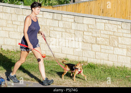 Chippenham, Regno Unito, 27 Giugno, 2018. Come il Regno Unito continua a godere di condizioni climatiche molto calde, dog walkers sono illustrati come prendono i loro animali domestici per una passeggiata mattutina. Avvertenze per la salute sono stati rilasciati come le temperature erano le previsioni per raggiungere una possibile alta di 33C il mercoledì. Credito: lynchpics/Alamy Live News Foto Stock