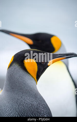 Ritratto di una coppia di Re pinguini Foto Stock