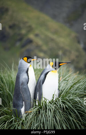 Coppia di Re pinguini su nest Foto Stock