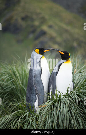 Coppia di Re pinguini su nest Foto Stock