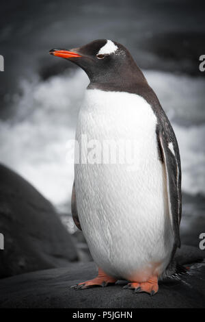 Pinguino di Gentoo Foto Stock