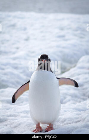 Gentoo Penguin, Antartide Foto Stock