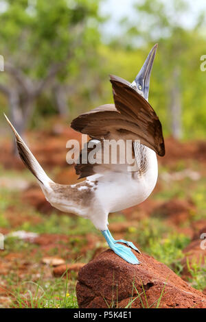 Blu maschio-footed Booby visualizzazione (Sula nebouxii) su North Seymour Island, Galapagos National Park, Ecuador Foto Stock