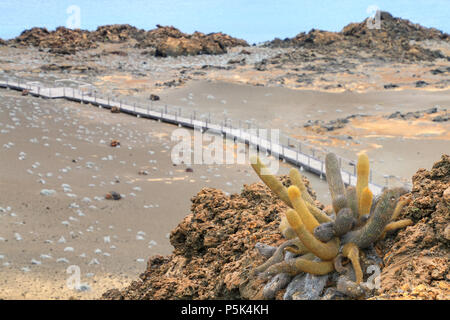 Cactus di lava che cresce su Bartolome isola in Galapagos National Park, Ecuador. La pianta è un colonizzatore di campi di lava e è endemica alle Galapagos i Foto Stock