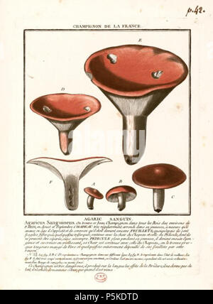 N/A. Inglese: Pierre Bulliard: Herbier de la France; Vol. I. Pl. 42 Agaricus sanguinea . 1781. Jean Baptiste François Pierre Bulliard (1742-1793) nomi alternativi Jean Baptiste François Pierre Bulliard Descrizione botanico francese, medico e micologo Data di nascita e morte 24 novembre 1752 26 Settembre 1793 Luogo di nascita e morte Aubepierre-en-Barrois Haute-Marne Parigi competente controllo : Q1246173 VIAF:59866551 ISNI:0000 0000 8386 7603 LCCN:N83188729 NLA:36022482 botanico:Boll. WorldCat 68 Agaricus sanguinea - Boll. La piastra 42 Foto Stock