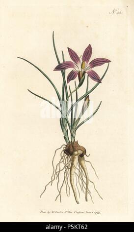 Romulea bulbocodium (Crocus-leav'd ixia, Ixia bulbocodium). Handcolored incisione su rame da William Curtis' rivista botanica, Londra, 1794. Foto Stock