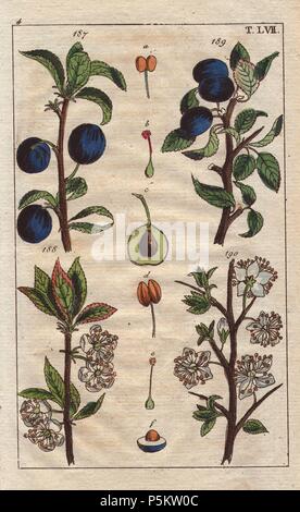 Frutta, fiore e i semi di varietà di prugne, blu damson e pruno selvatico o Prugnolo. Prunus insititia, Prunus spinosa. Handcolored incisione su rame di una illustrazione botanica da G. T. Wilhelm 'Unterhaltungen aus der Naturgeschichte' (Enciclopedia di Storia Naturale), Vienna, 1816. Gottlieb Tobias Wilhelm (1758-1811) era un pastore bavarese e naturalista ad Augsburg, dove la prima edizione è stata pubblicata. Foto Stock