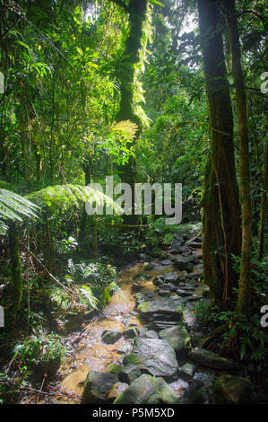 Piccolo ruscello che scorre attraverso le rocce in Ranomafana National Park, Madagascar centrale Foto Stock