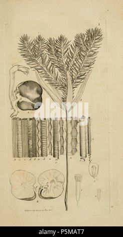 96 Un introduzione a fisiologico e sistematico botanica - piastra 1 Foto Stock