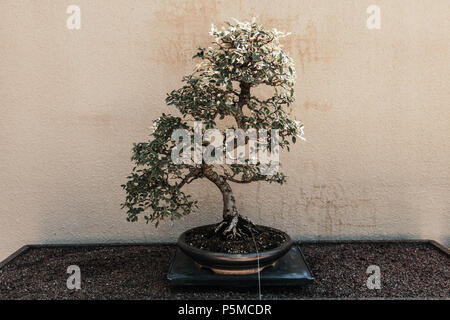 Un albero di bonsai in Montreal giardino botanico, Canada Foto Stock