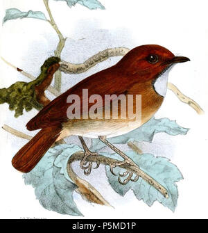 N/A. Digenea solitaria = Anthipes solitaris Rufous-browed Flycatcher (sotto) . 1879. John Gerrard Keulemans (1842-1912) nomi alternativi Johannes Gerardus Keulemans; J. G. Keulemans Descrizione ornitologo olandese e artista Data di nascita e morte 8 Giugno 1842 29 dicembre 1912 Luogo di nascita e morte Rotterdam London Authority control : Q1335286 VIAF:42113661 ISNI:0000 0000 6313 981X ULAN:500041975 LCCN:N98083374 NLA:35268760 WorldCat ritagliata da utente:Kersti Nebelsiek 108 Anthipes solitaris Foto Stock