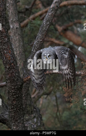 Grande Gufo grigio / Bartkauz ( Strix nebulosa ) prende il largo per la caccia, in volo, battenti, frontale side shot, battendo le sue ali, in calo, l'Europa. Foto Stock