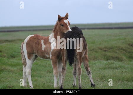 Islanda - cavalli islandesi Foto Stock