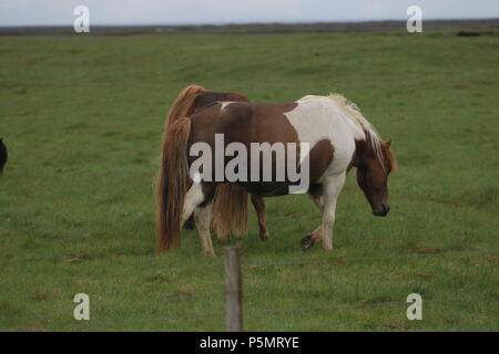 Islanda - cavalli islandesi Foto Stock