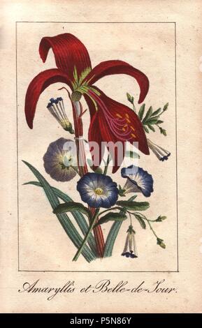 Crimson amaryllis nana e gloria di mattina, Hippeastrum e Convolvulus tricolore. Imbianchini Handcolored incisione da 'Le Jardinier Fleuriste, Dedie aus Dames par onu" amatoriale Chez Marcilly, Parigi, 1818. Il fiorista giardiniere fu un dono del libro per la donna con affascinante botanico in miniatura mazzi nello stile di Pancrace Bessa. Foto Stock