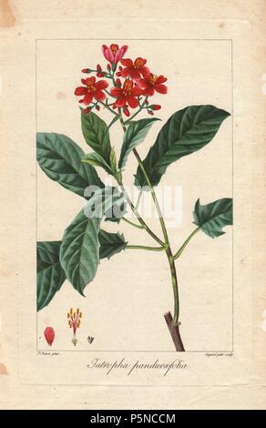 Fiddlehead jatropha, Jatropha pandurifolia. Imbianchini Handcolored incisione su rame di Guyard Pater da una illustrazione botanica da Pancrace Bessa da mordenzante de launay 'Herbier General de l'amatoriale,' Audot, Parigi, 1820. L'Herbier è stato pubblicato dal 1810 al 1827 e modificati da mordenzante de launay e Loiseleur-Deslongchamps. Bessa (1772-1830S), insieme con La Redoute e Turpin, è considerato uno dei maggiori botanici francese di artisti del XIX secolo. Foto Stock