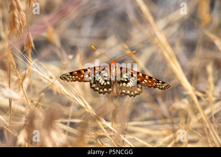 Checkerspot butterfly su erba secca a Los Padres National Forest Foto Stock