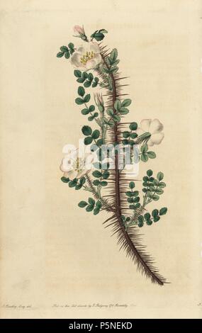 Mille-spined rosa, rosa myriacantha, con i fiori, le gemme e le spine. Copperplate Handcolored incisi da watt da una illustrazione di John Lindley dal suo "Rosarum Monographia, o una storia botanico di rose", Londra, Ridgeway, 1820. Lindley (1799-1865) era un botanico inglese che specializzato in rose e orchidee. Lindley scritto ed illustrato questa monografia quando appena 22 anni. Egli è andato a modificare il 'Registro botanico' dal 1829 al 1847. Foto Stock