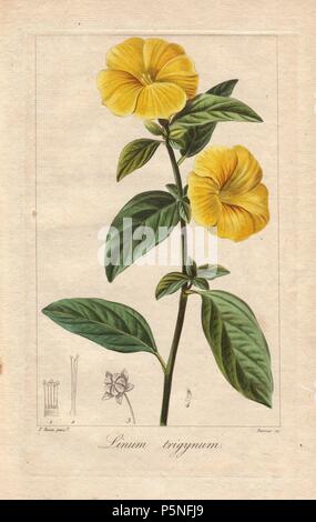 In francese o in giallo, lino Linum trigynum. Imbianchini Handcolored incisione su rame di Barrois da una illustrazione botanica da Pancrace Bessa da mordenzante de launay 'Herbier General de l'amatoriale,' Audot, Parigi, 1820. L'Herbier è stato pubblicato dal 1810 al 1827 e modificati da mordenzante de launay e Loiseleur-Deslongchamps. Bessa (1772-1830S), insieme con La Redoute e Turpin, è considerato uno dei maggiori botanici francese di artisti del XIX secolo. Foto Stock