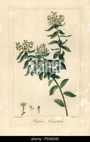 Phylica orientalis, originaria del Sud Africa. Imbianchini Handcolored incisione su rame di Barrois da una illustrazione botanica da Pancrace Bessa da mordenzante de launay 'Herbier General de l'amatoriale,' Audot, Parigi, 1820. L'Herbier è stato pubblicato dal 1810 al 1827 e modificati da mordenzante de launay e Loiseleur-Deslongchamps. Bessa (1772-1830S), insieme con La Redoute e Turpin, è considerato uno dei maggiori botanici francese di artisti del XIX secolo. Foto Stock